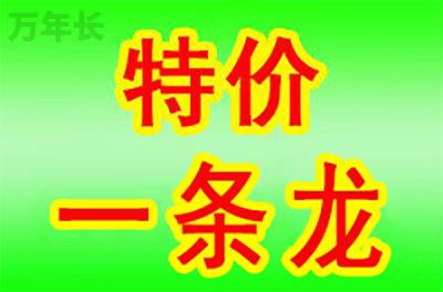 福建省漳州市华安县墓地陵园哪个好？
